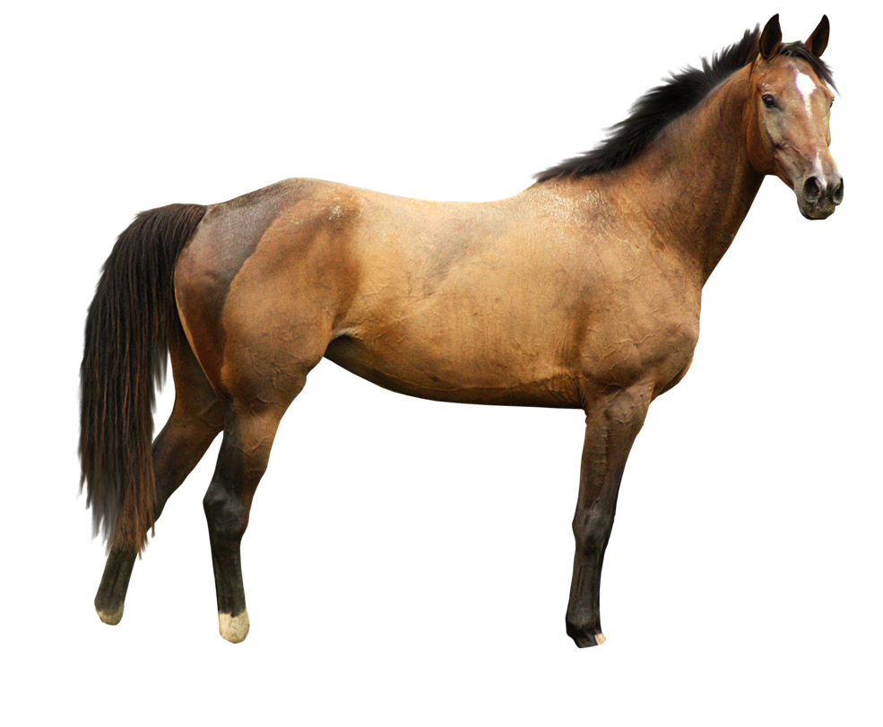horse_PNG1381521720.png
