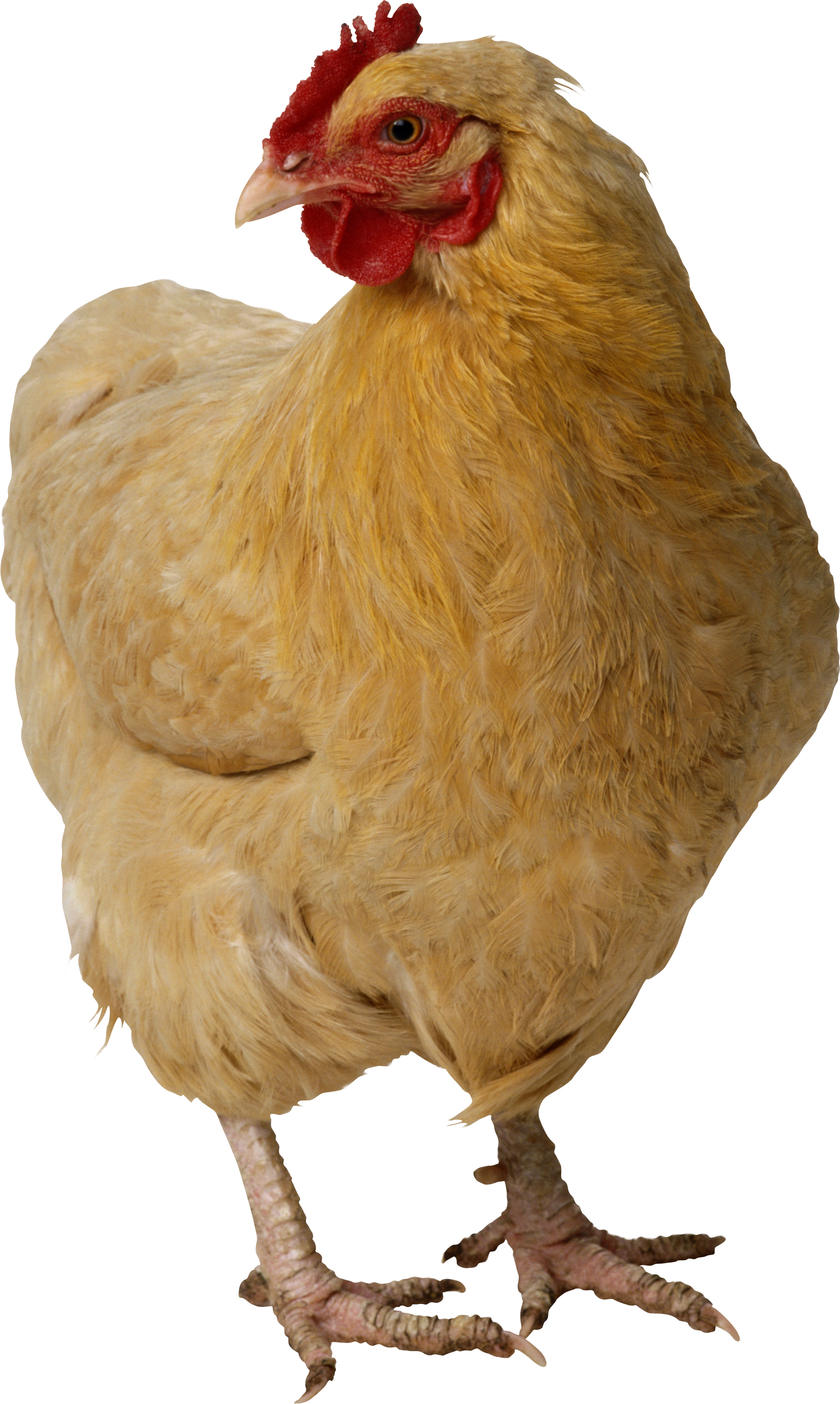 chicken_PNG2154.png