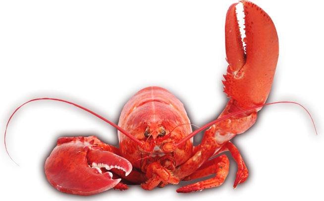 header_image.png