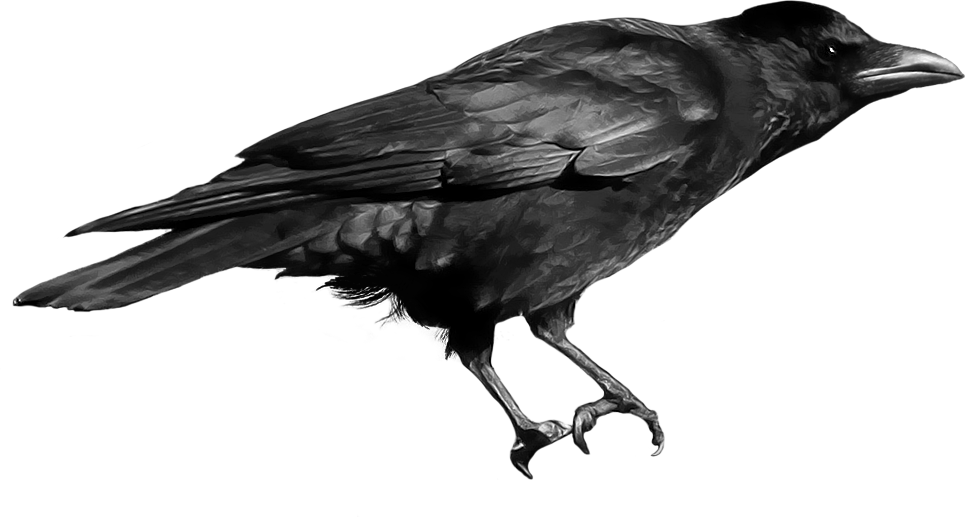 crow_PNG3111.png