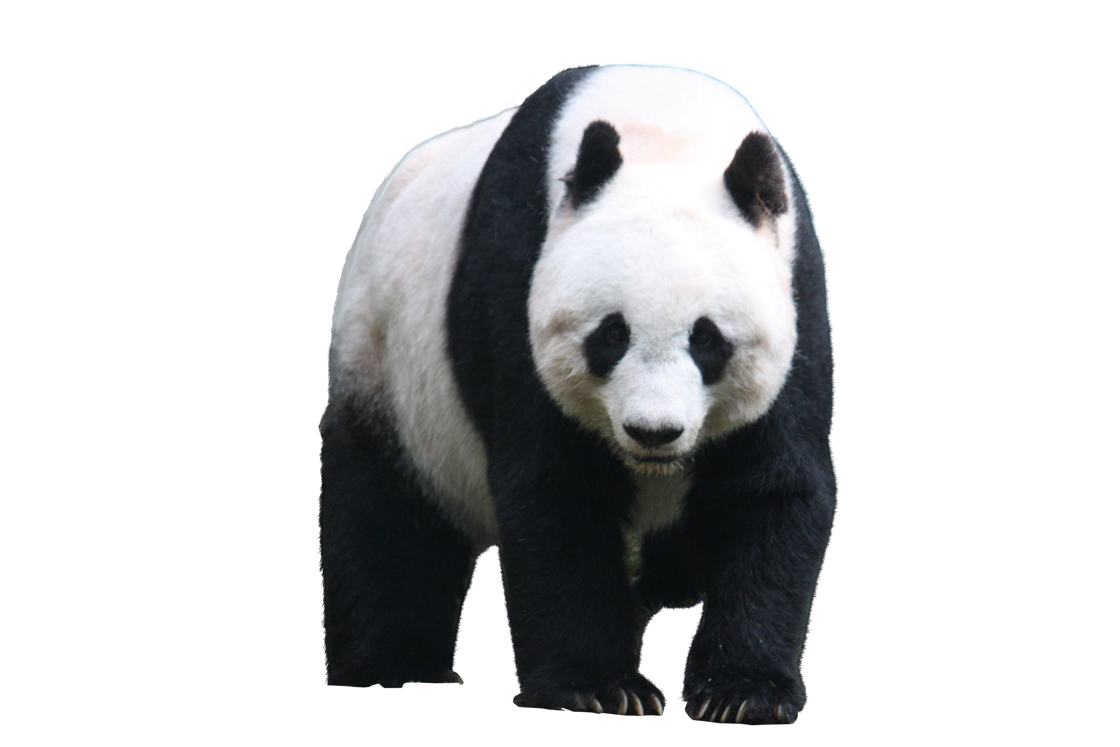 images-of-panda-bear-cubs-wallpaper-1080p.png