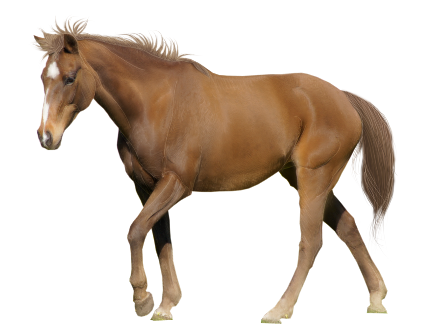 horse_PNG1381522137.png