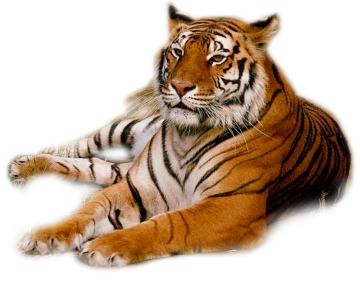 k´┐¢p tigris.png