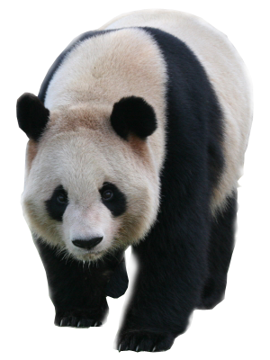 panda-transparent-background.png