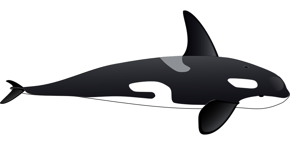dolphin-148442_960_720.png