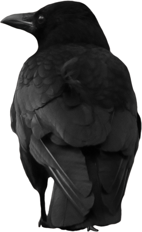 crow_PNG3109.png