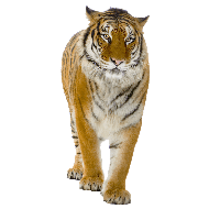 2-tiger-png-image-download-tigers-thumb.png