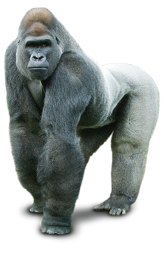 Gorilla.png