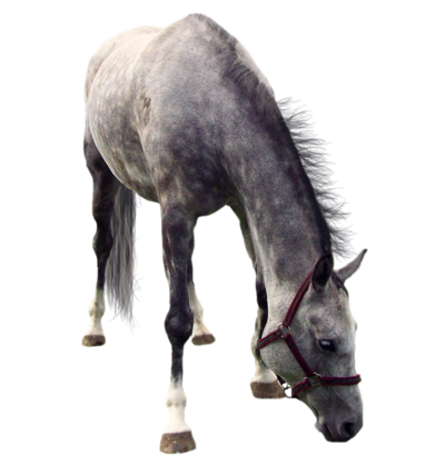 horse_PNG2529.png