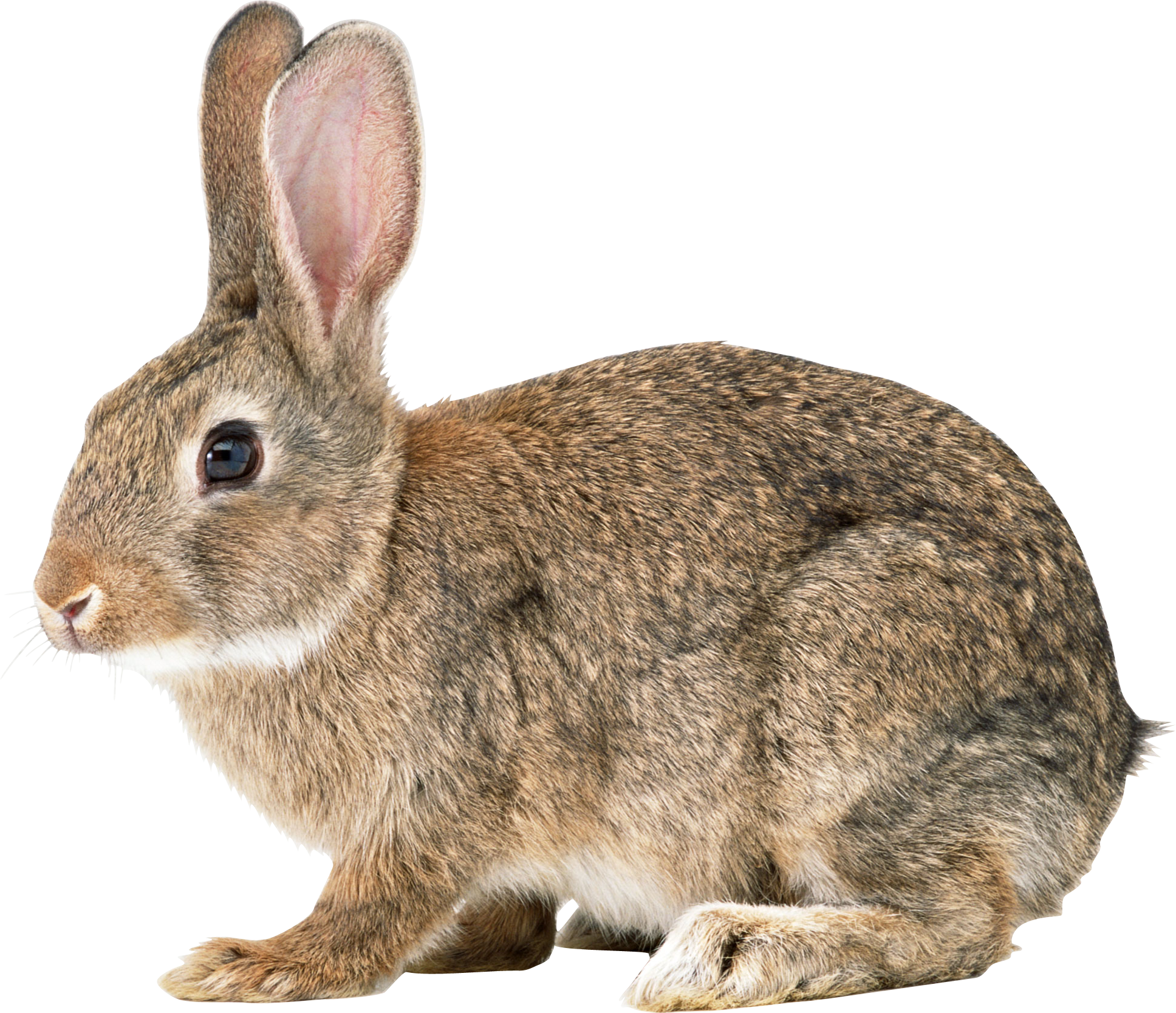 rabbit_PNG3790.png