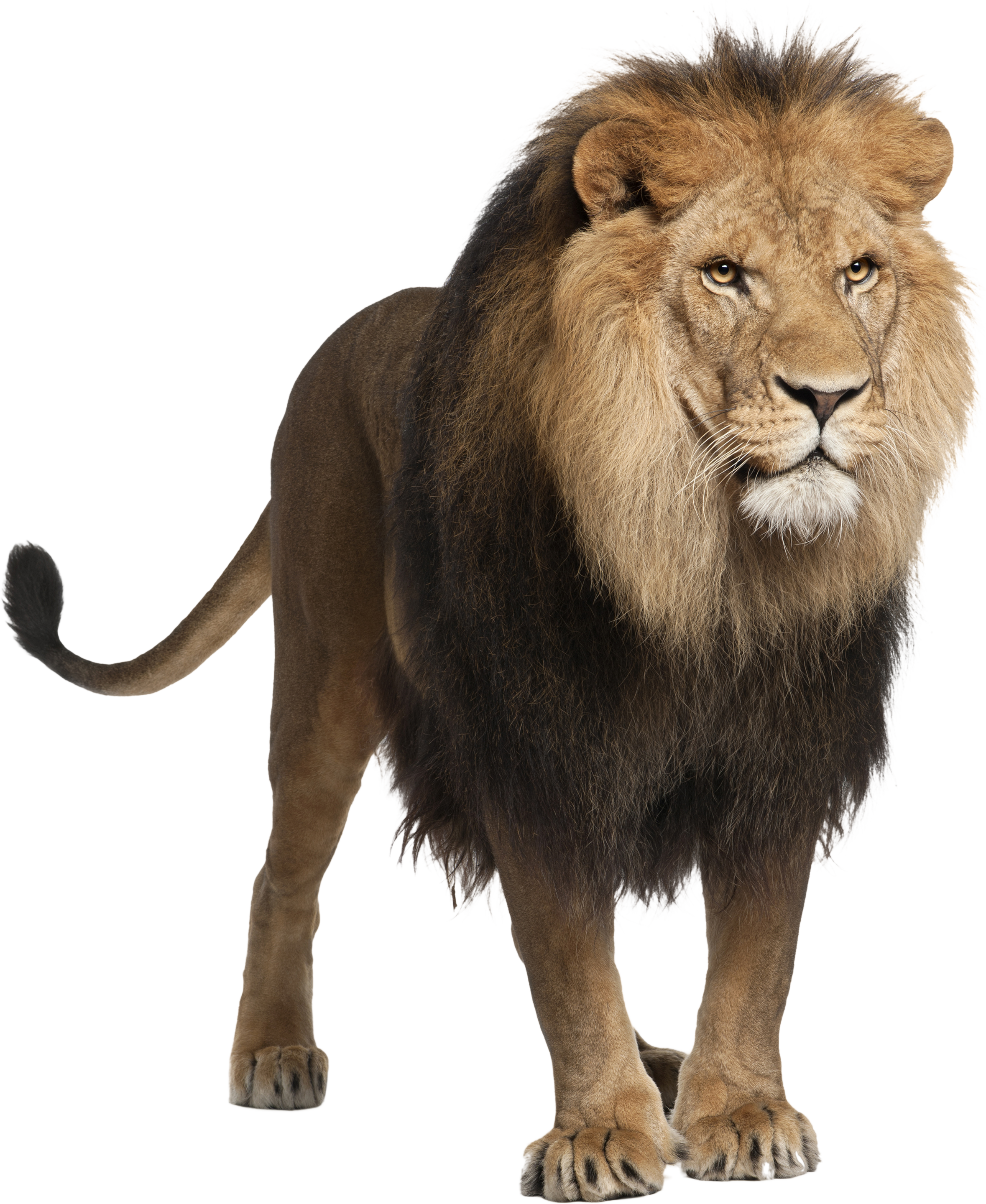 0_1235c6_e262de5f_orig.png