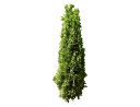 American ArborvitaeThuja occidentalis_002 (2).skp