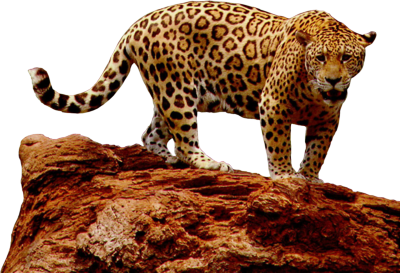 Jaguar-psd80564.png