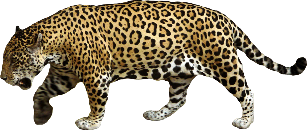 jaguar_zpse722566f.png