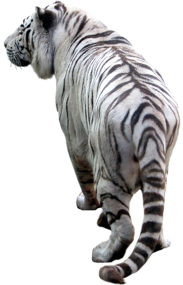 tiger_PNG541.png