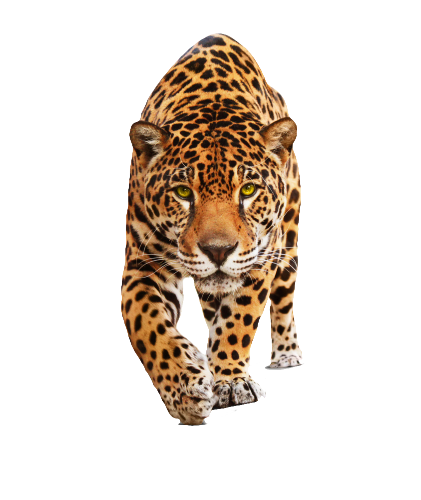 Jaguar-PNG-HD.png