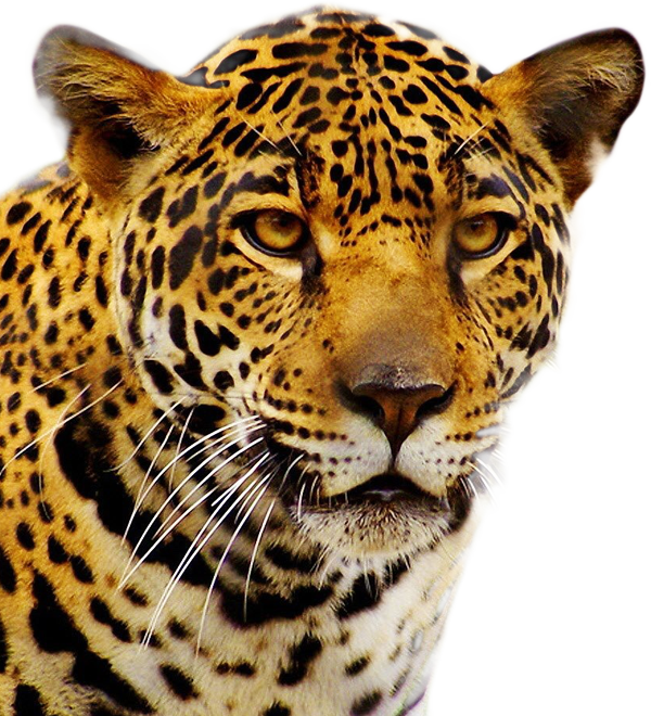 pic_jaguar.png