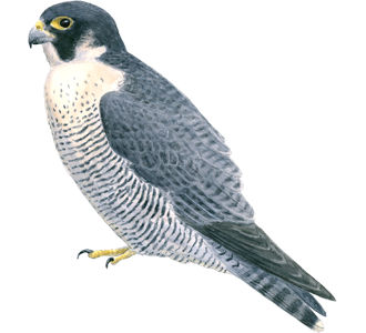 2-adult-peregrine-falcon-2.png
