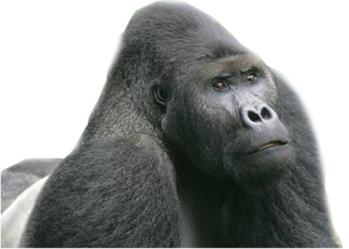 e.lowland.png