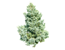 Alberta Spruce, White SprucePicea glauca _Little Globe_.skp