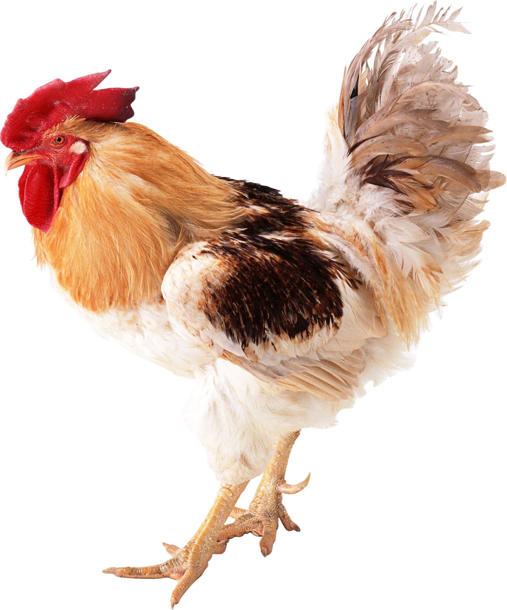 0_7690c_5bf57ec0_orig.png