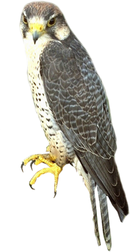 69204883_pticuy03.png