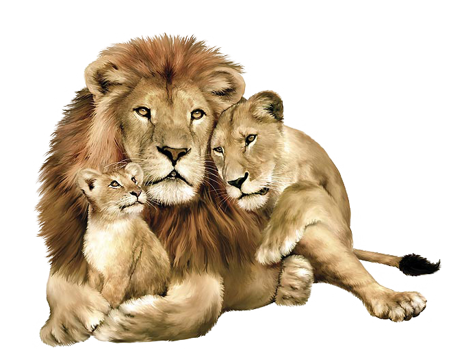 lion_PNG555.png