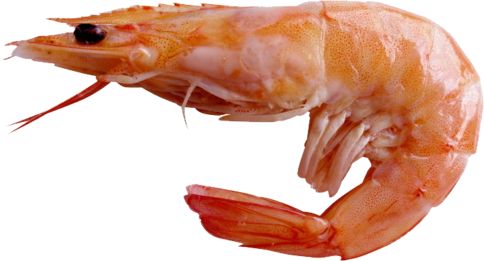 shrimp07.png