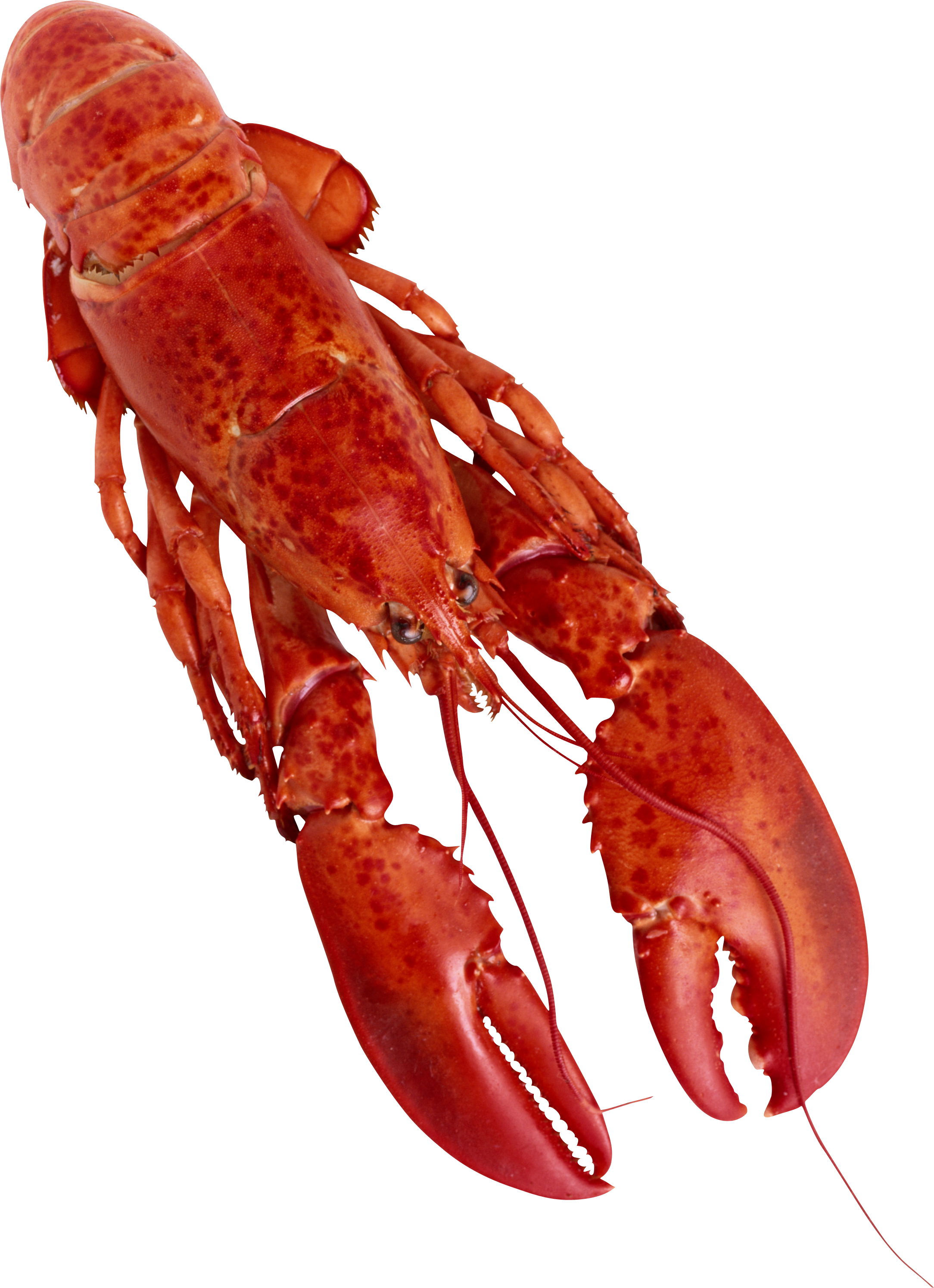 0_1500f5_49d0ac77_orig.png