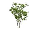 Allegheny Service BerryAmelanchier laevis.skp