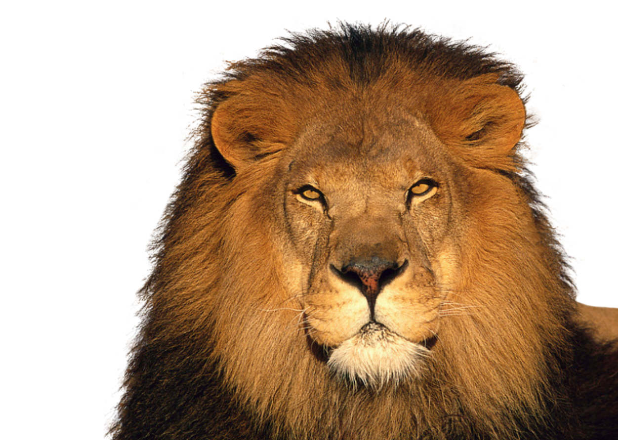 lion_PNG1382472136.png