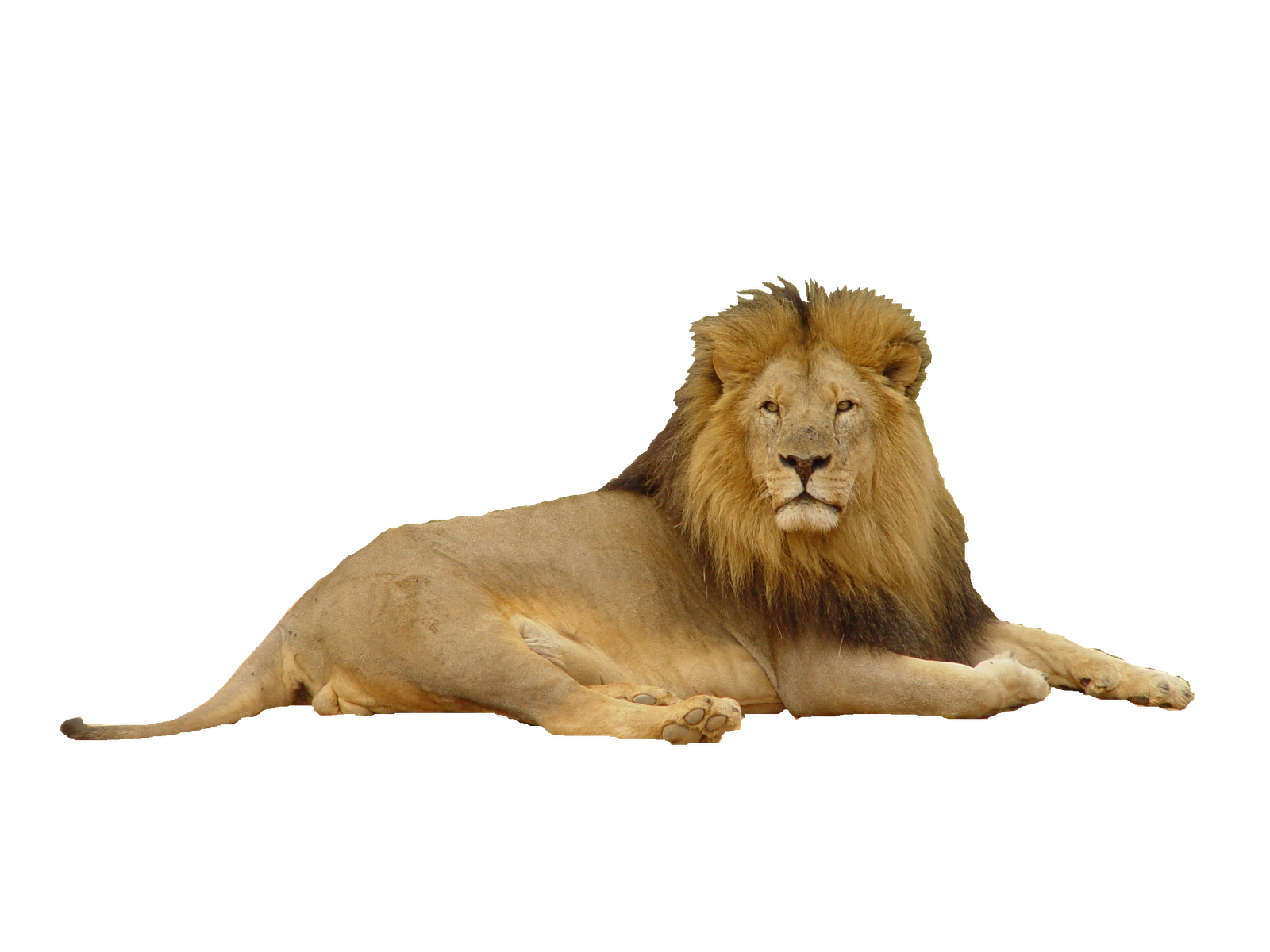 lion_PNG1382472173.png