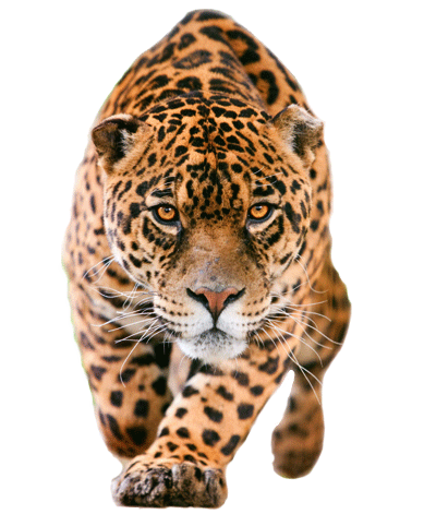 Jaguar-PNG-Pic.png