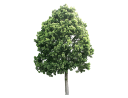 African Fern Pine, East African YellowwoodPodocarpus gracilior_001.skp