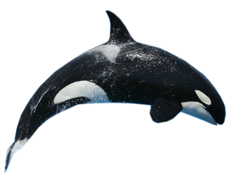 Killer-Whale-Free-Download-PNG.png