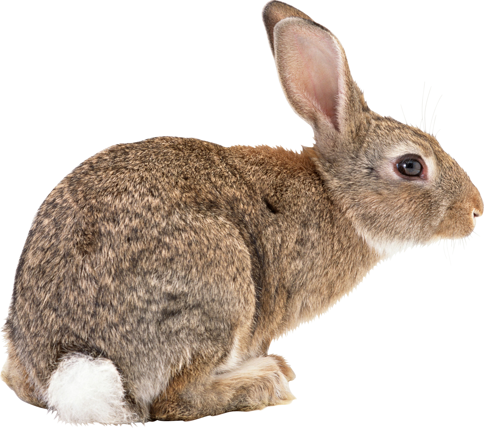 rabbit_PNG3776.png