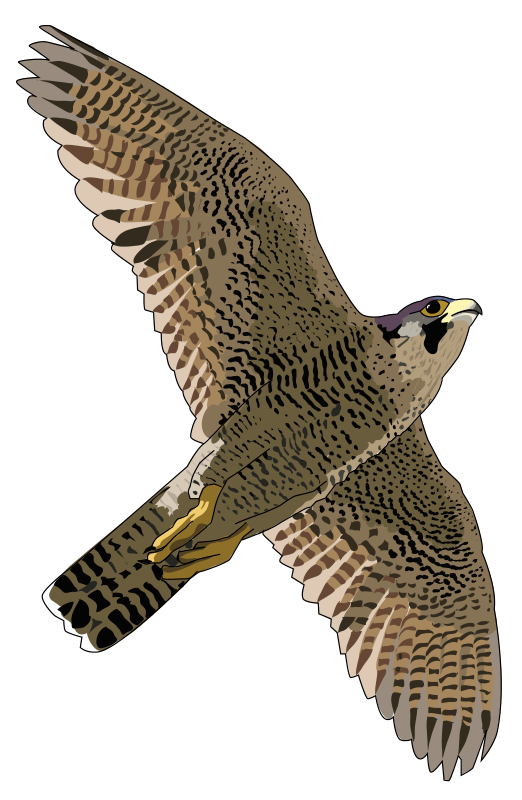 shaheen.png