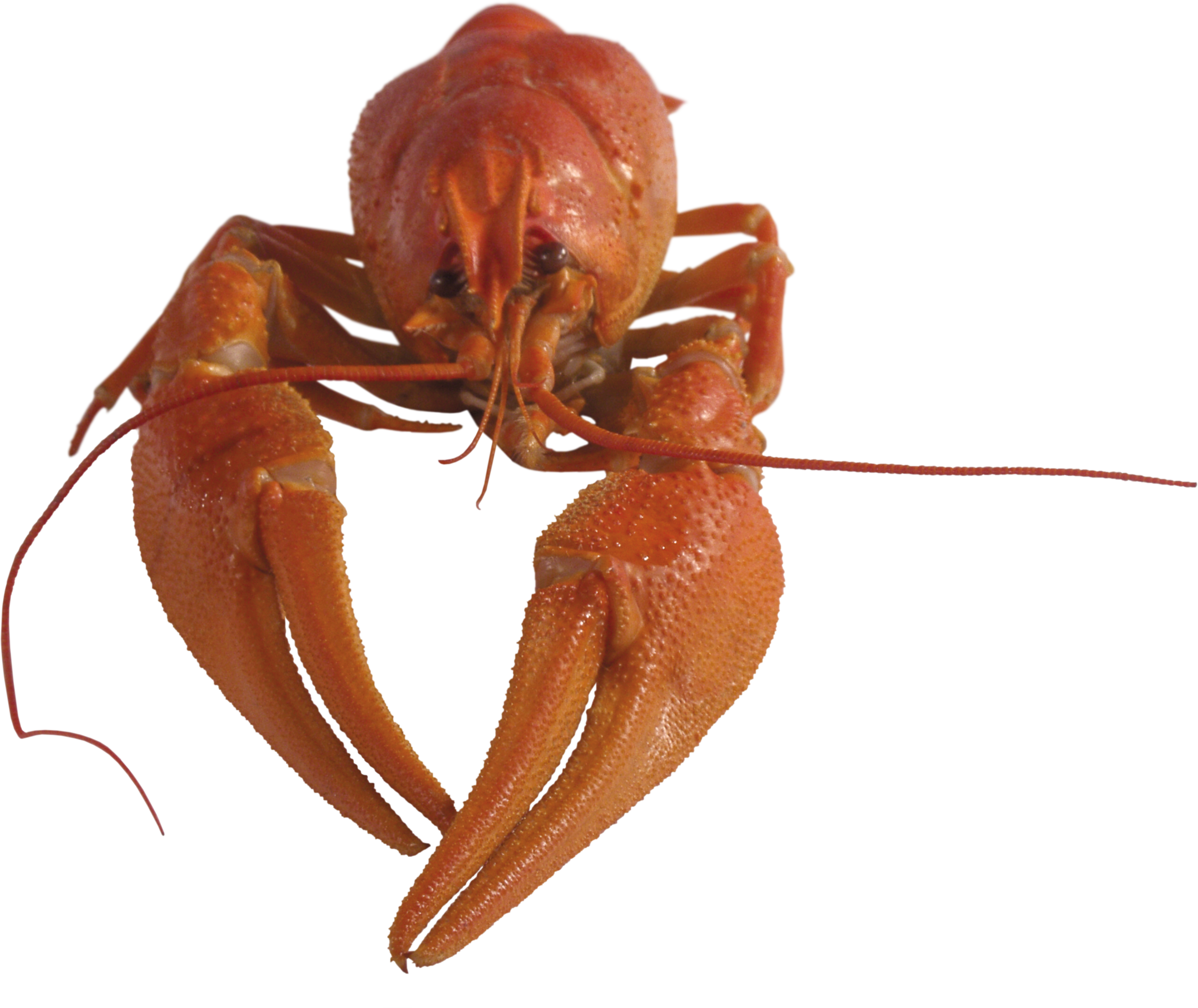 0_8481b_7f12aa58_orig.png