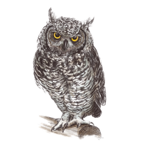 8-2-owl-png-pic-thumb.png