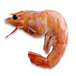 prawns.png