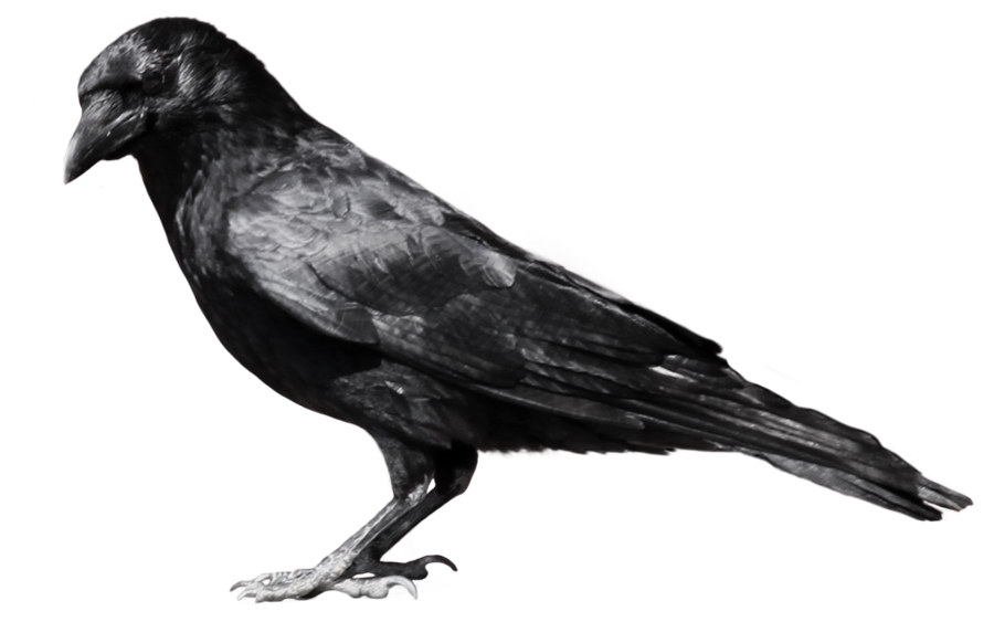 crow_PNG3098.png