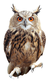 Owl-PNG-Picture.png