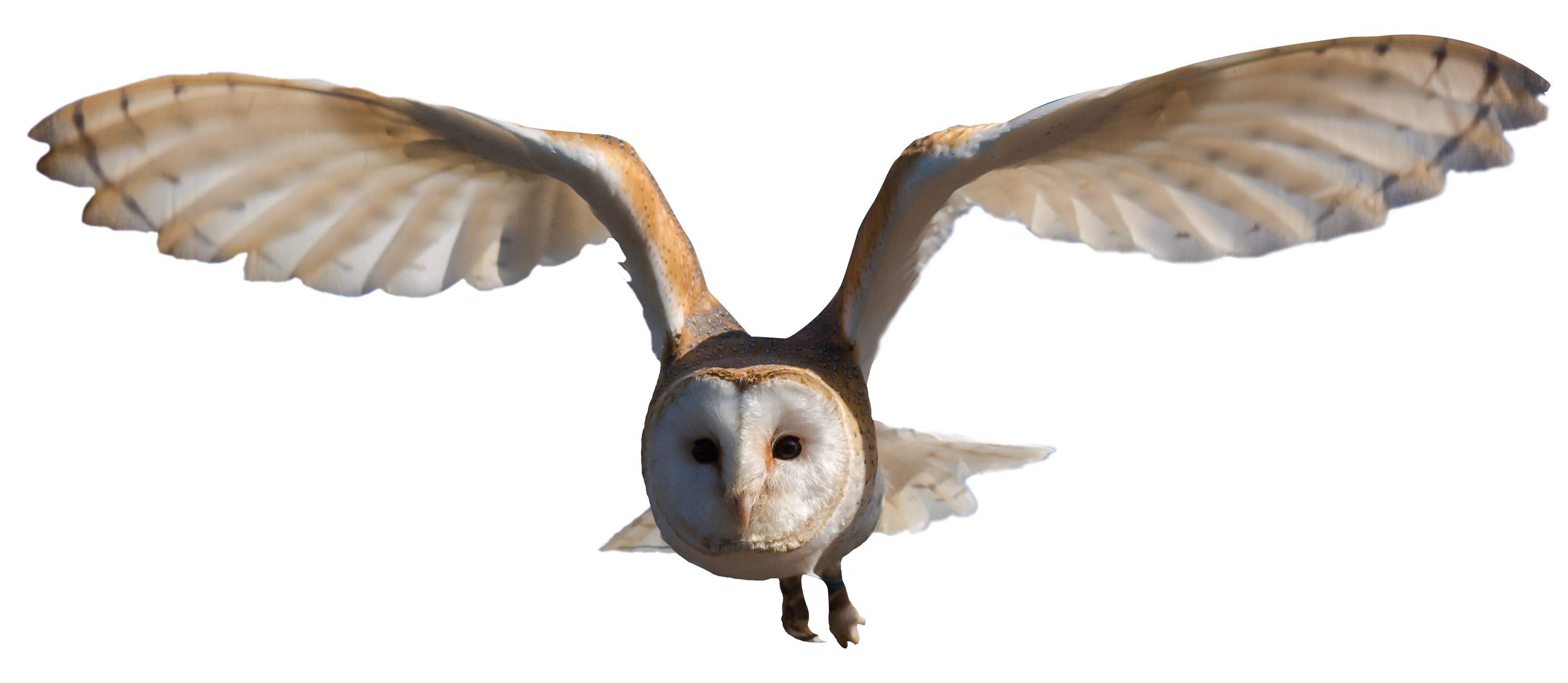 PNGPIX-COM-Barn-Owl-PNG-Transparent-Image.png