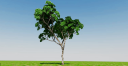 Cay Tong Hop - 1031.skp