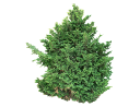 American ArborvitaeThuja occidentalis_003 (2).skp