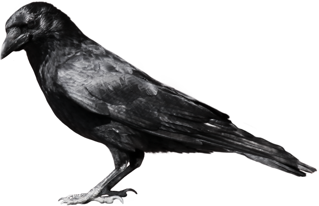 crow_PNG3114.png