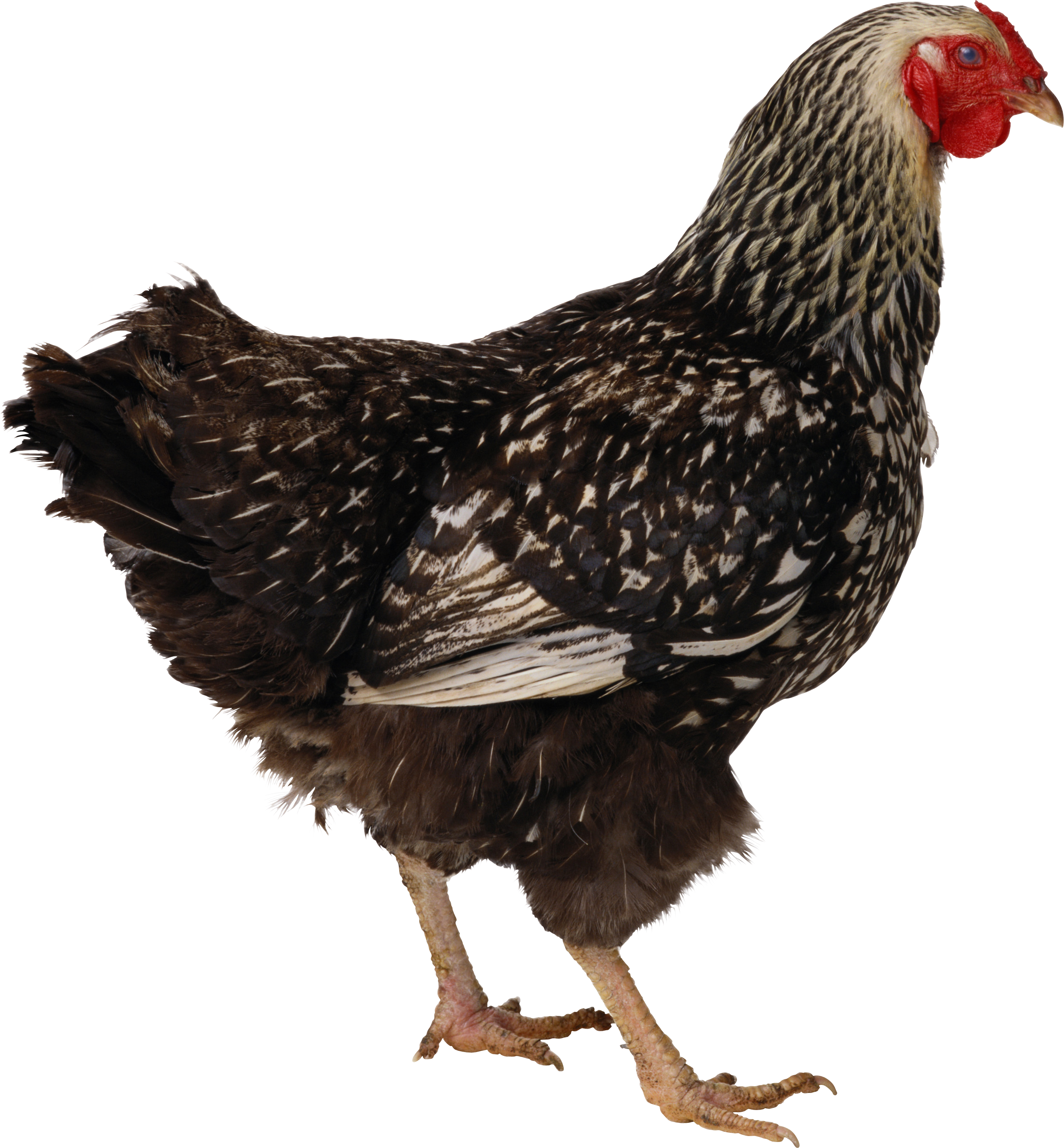 chicken_PNG2146.png