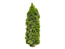 American ArborvitaeThuja occidentalis_002.skp
