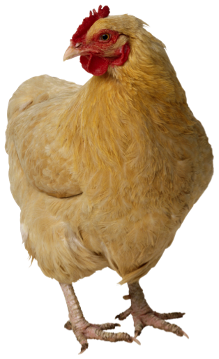 chicken_PNG2161.png
