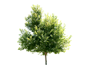 American Sycamore, ButtonwoodPlatanus occidentalis.skp